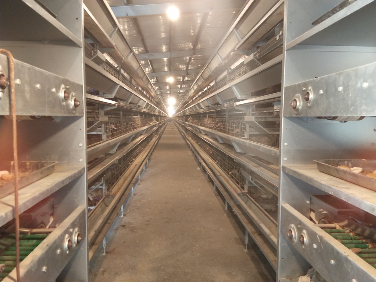 湖北神丹蛋鸭项目