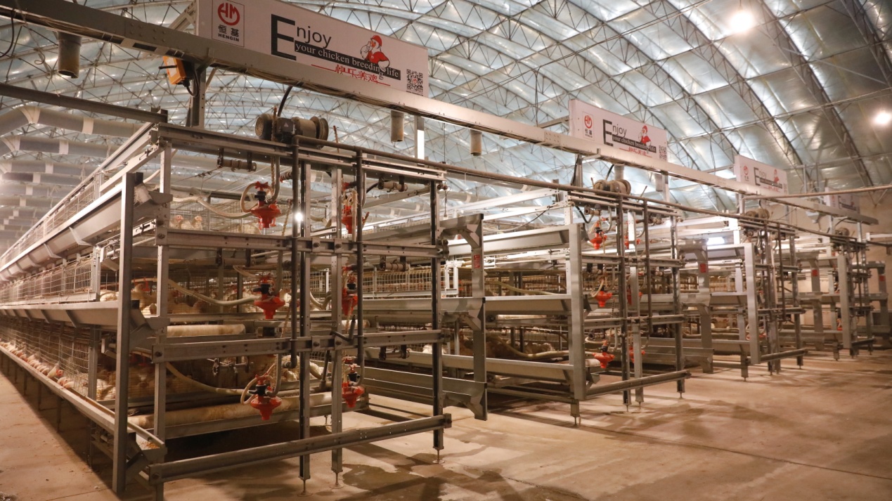 精品工程專欄之遼甯肉雞項目